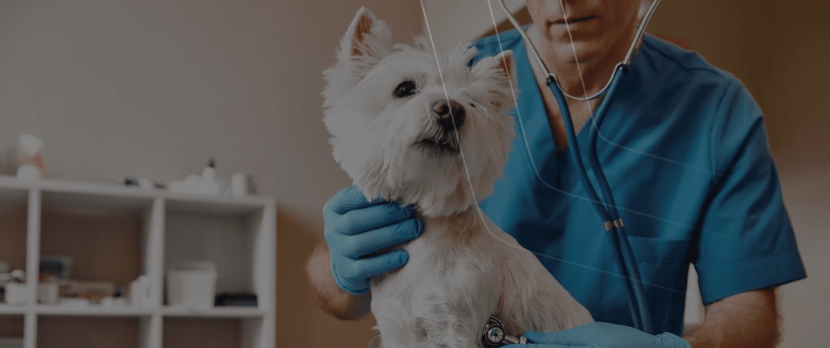 Dorukgiller Veterinary Clinic
